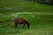 Landscape of a donkey grazing in a meadow in Huascaran National Park