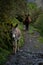 Landscape of a donkeys walking on a path in Huascaran National Park