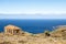 Landscape with  drago tree on La Palma, canary islands, spain