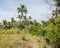 Landscape on Dravuni Island