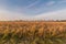 Landscape of dried barley grass on the field