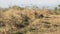 landscape of dry and barren areas, grasslands of summer weeds and rocks