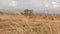 Landscape of dry and barren areas, weed grasslands