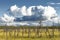 Landscape of dry trees in a swamp in Siberia