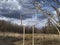 Landscape with dry vegetation and clouds. Broken stand in the park.