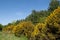 The landscape of Dunwich Heath near the Suffolk coast