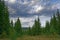 Landscape early autumn fir forest in the mountains