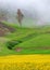 Landscape of early spring flower covered meadow and lonesome tree