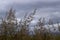 Landscape with ears and grasses in the field against the background of cold clouds