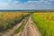 Landscape with an earth road between agricultural field with goldish maize near Dnipro city, Ukraine