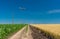 Landscape with earth road and landing aircraft over agricultural fields