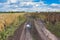 Landscape with earth road between maize and sunflower fields in central Ukraine