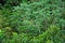 Landscape in El Yunque Rain Forest on the Island of Puerto Rico