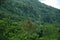 Landscape in El Yunque Rain Forest on the Island of Puerto Rico