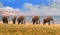 Landscape of elephants on the shoreline of Lake Kariba in Zimbabwe