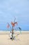 Landscape empty beach with rubbish tree