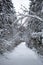 Landscape with empty forest road and snow-covered trees after heavy snowfall