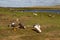 Landscape Falkland Islands with goose