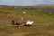 Landscape Falkland Islands with upland goose