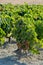 Landscape with famous sherry wine grape vineyards in Andalusia, Spain, sweet pedro ximenez or muscat, or palomino grape ready to