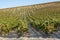 Landscape with famous sherry wine grape vineyards in Andalusia, Spain, sweet pedro ximenez or muscat, or palomino grape ready to