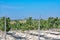 Landscape with famous sherry wine grape vineyards in Andalusia, Spain, sweet pedro ximenez or muscat, or palomino grape ready to