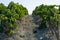 Landscape with famous sherry wine grape vineyards in Andalusia, Spain, sweet pedro ximenez or muscat, or palomino grape ready to