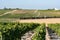 Landscape with famous sherry wine grape vineyards in Andalusia, Spain, sweet pedro ximenez or muscat, or palomino grape ready to