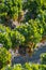 Landscape with famous sherry wine grape vineyards in Andalusia, Spain, sweet pedro ximenez or muscat, or palomino grape ready to