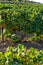 Landscape with famous sherry wine grape vineyards in Andalusia, Spain, sweet pedro ximenez or muscat, or palomino grape ready to