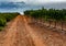 Landscape with famous sweet sherry wine pedro ximenez grape vineyards in Montilla-Moriles region, Andalusia, Spain, near