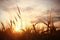 Landscape fantastic sunset on the wheat field