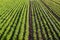 Landscape of a farm field of plantation of potato and eggplant bushes. Surface heavy irrigation system. Agroindustry, agribusiness