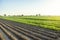 Landscape of a farm plantation field. Juicy greens of potato and carrot tops. Land processing and cultivation. Agroindustry and