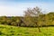 Landscape of a farm plot with trees with sparse autumn foliage on green grass