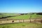 Landscape Farm View of Horses and Sugar Cane Fields