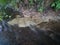 Landscape with fast shallow stream with gravel and clay bed near bank