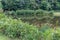 Landscape featuring a still pond, reflections of the surrounding trees and bushes, late summer wildflowers