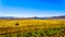 Landscape with the fertile farmlands along highway R26, in the Free State province of South Africa