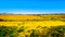 Landscape with the fertile farmlands along highway R26, in the Free State province of South Africa