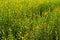 Landscape field of blossom flowers and trees grow in the agricultural field in sunny day