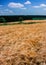 Landscape with field cereal grower and  the wood