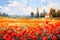 Landscape with a field of flowering red poppies. Oil painting in impressionism style