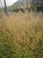 landscape field full of wild switchgrass bushes