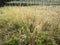 landscape field full of wild switchgrass bushes