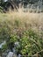 landscape field full of wild switchgrass bushes