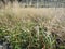 landscape field full of wild switchgrass bushes