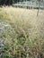 landscape field full of wild switchgrass bushes