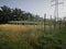 landscape field full of wild switchgrass bushes