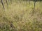 landscape field full of wild switchgrass bushes